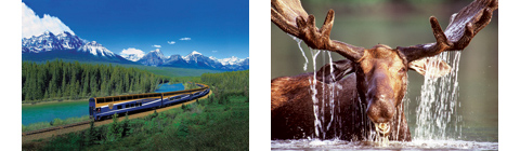 Left: Morant Rocky Mountaineer, Right: Moose