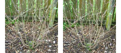 Bush roses before pruning (left) and after pruning (right)
