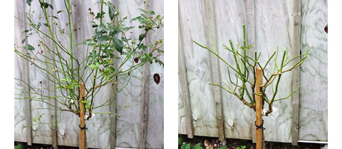 Standard roses before pruning (left) and after pruning (right)