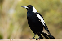 magpie