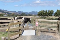 Giving Way to Cattle on the Rail Trail
