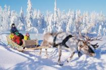 Lapland Reindeer