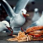 Seagulls and Takeaways