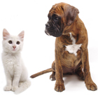 Pets.co.nz - Dogs & Cats