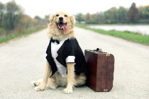 Travelling Dog