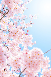 10975 spring blossom