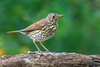 11077 thrush