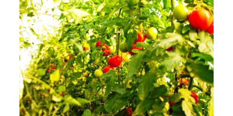 1366 grow tomatoes