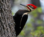 1478 woodpecker