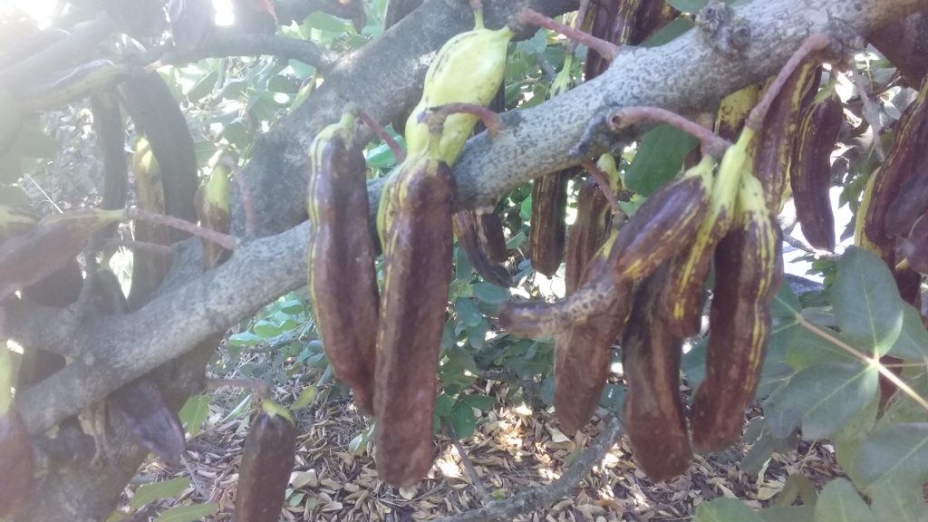 Carob know, sow and grow it! GrownUps New Zealand