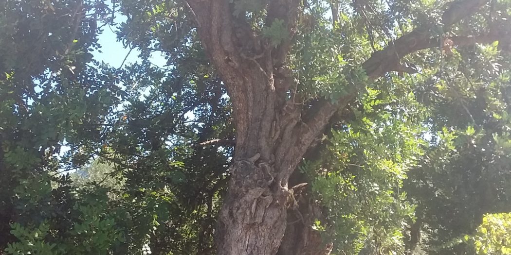 Carob know, sow and grow it! GrownUps New Zealand