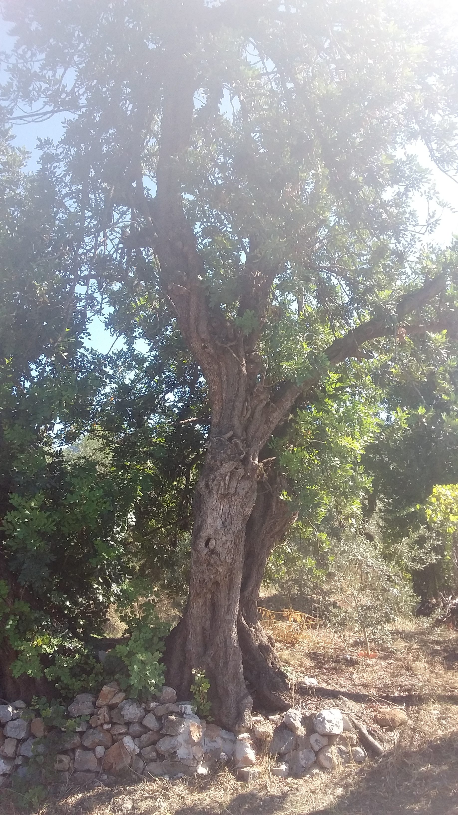 Carob know, sow and grow it! GrownUps New Zealand