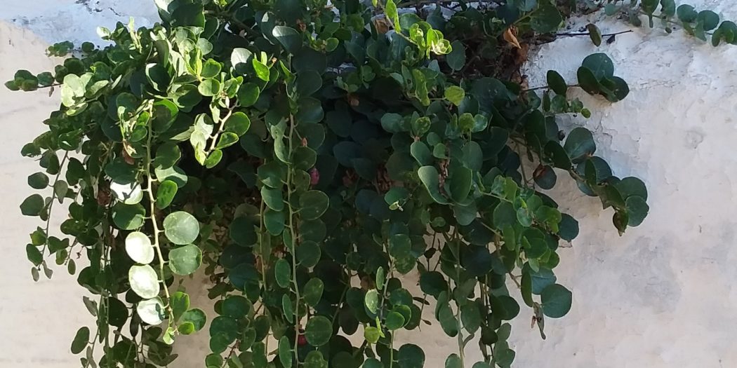 Curious about capers GrownUps New Zealand