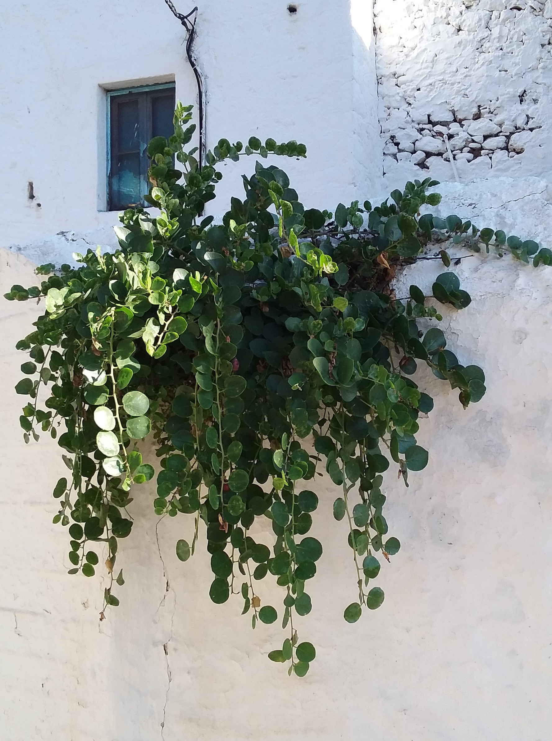 Curious about capers GrownUps New Zealand