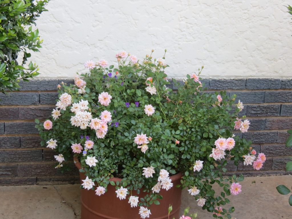 Growing roses in pots GrownUps New Zealand