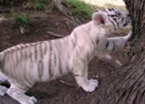 3679 Tiger cub