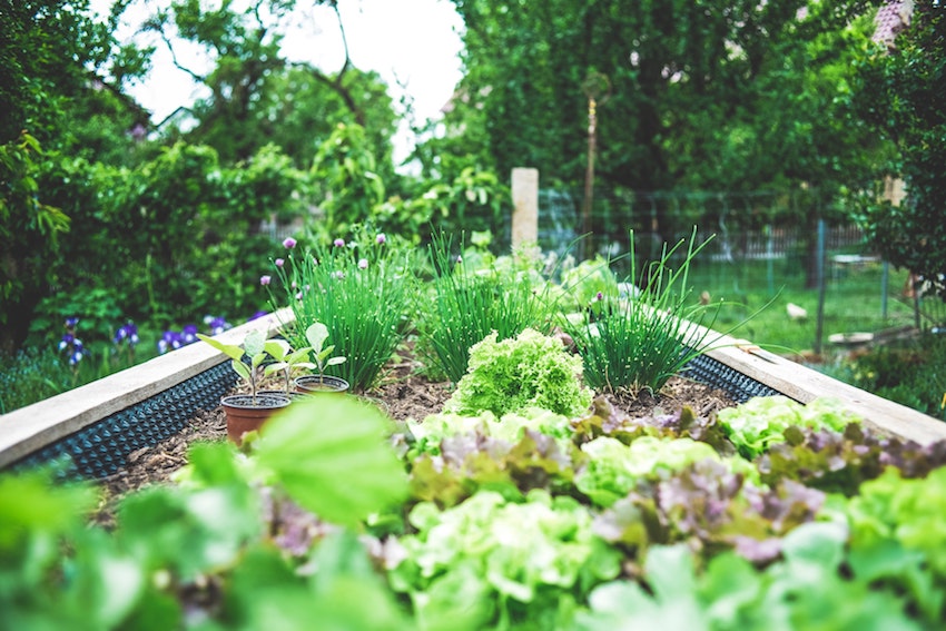 6 tips for retirement gardening