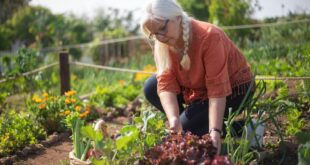 6 ways to Create Space in your Spring Vege Garden