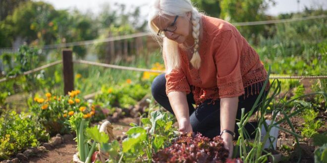 6 ways to Create Space in your Spring Vege Garden