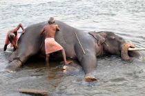 8722 Elephant Washing