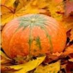 8781 Pumpkin Feature