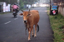 8864 Indian Cow