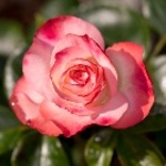 9220 Hybrid Tea Rose