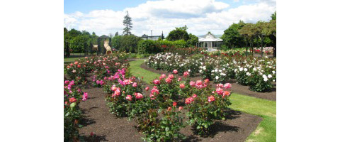 9567 Rose Garden