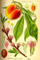 9613 Peaches