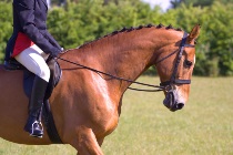 9806 Equestrian