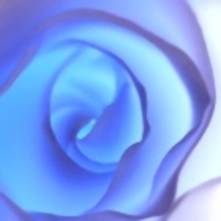 9896 blue rose