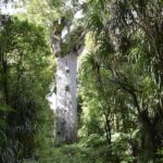 A Day in Matakohe