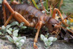 A Naturalist’s Guide to the Insects of Aotearoa New Zealand