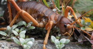 A Naturalist’s Guide to the Insects of Aotearoa New Zealand