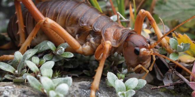 A Naturalist’s Guide to the Insects of Aotearoa New Zealand