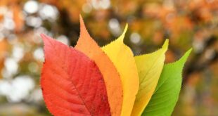 A Season for New Beginnings