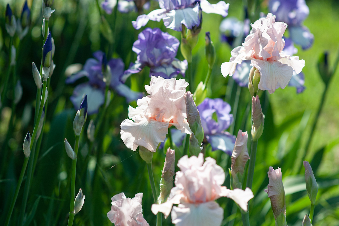 An Eye for an Iris GrownUps New Zealand