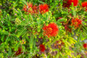 Beaufortia Squarrosa