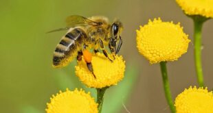 Bee-Friend Your Backyard Bees