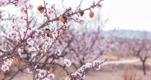 Bloomin’ Blossom – what’s flowering in your neck of the woods
