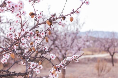 Bloomin’ Blossom – what’s flowering in your neck of the woods