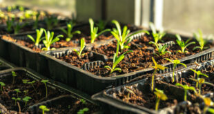 Bring on Next Summer’s Colour