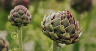 Caring for your perennial vegetables in winter