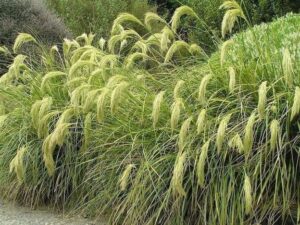 Chionochloa flavicans