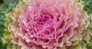 Coloured Kale – it will stop you in your tracks!