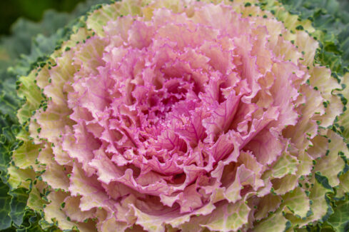Coloured Kale – it will stop you in your tracks!