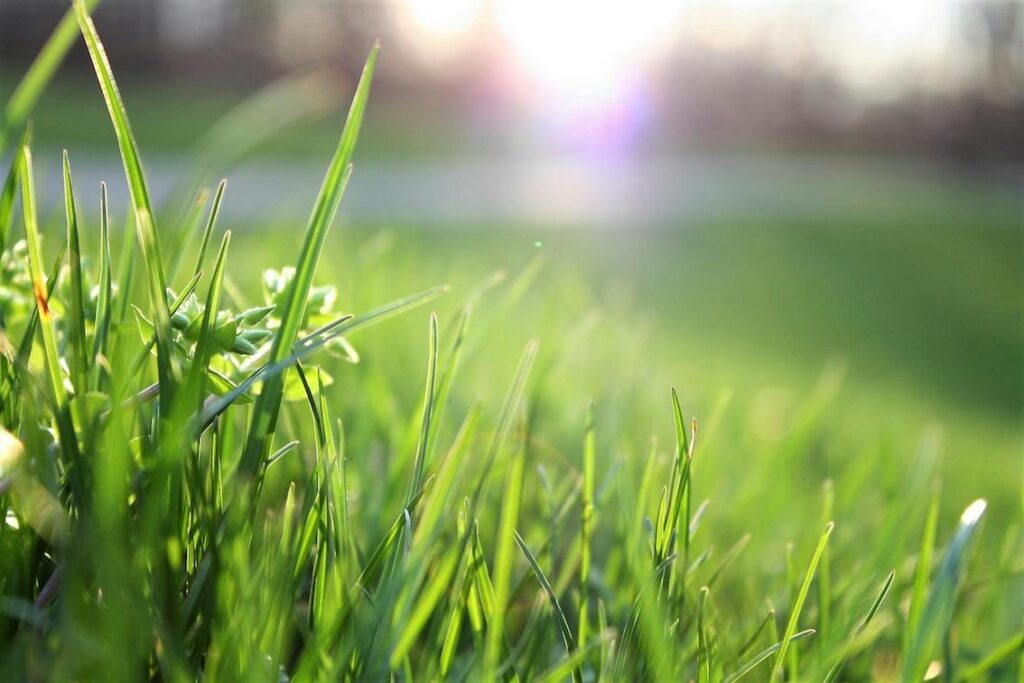 Convert your Garden to Easy-Maintenance Grass