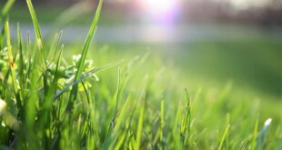 Convert your Garden to Easy-Maintenance Grass