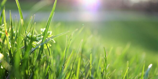 Convert your Garden to Easy-Maintenance Grass