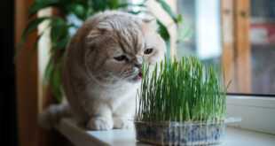 Cultivating for Kitty – Grasses to Grow for your Cat